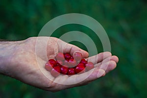 man picking berries in the woods. Handful (Fistful) of red cranberries. Fresh berries. No people. Only the hands, palms