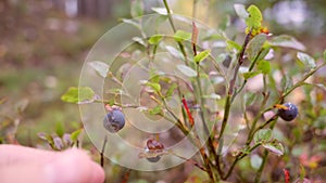 Man picking blueberries in autumn forest. 4K Slowmotion.