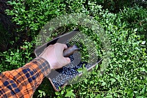 Man is picking blueberries with a special comb