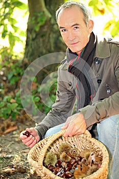 Man picking chestnuts