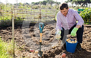 Man picking fresh potatoes during harvesting in garden