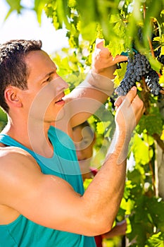 Man picking grapes with shear at harvest time photo