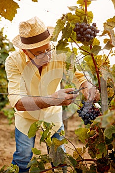 Man picking grapes in vineyard