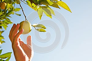 Man picking lemons