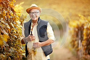 Man picking mature grapes on vineyard