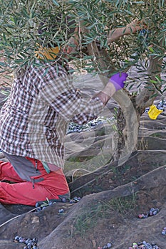 Man picking olives from the olive tree