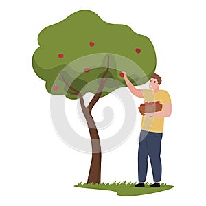 Man picking organic apples from tree into straw basket vector flat gathering local fruit harvest