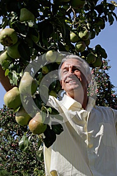 Man picking pears in orchard