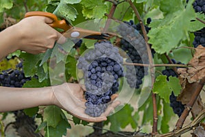 man picking red wine grapes on vine in vineyard.harvest of blue grapes. fields vineyards ripen grapes for wine