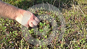 Man picking ripe blueberries