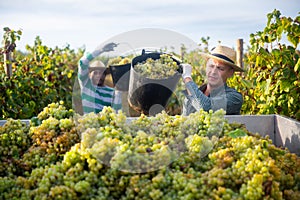 Man picking ripe grapes in truck during harvest in vineyard