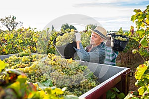 Man picking ripe grapes in truck during harvest in vineyard