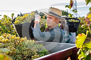 Man picking ripe grapes in truck during harvest in vineyard