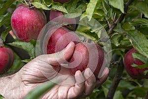 man picking ripe red apples
