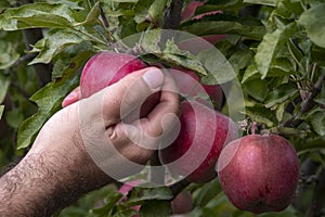 man picking ripe red apples from a tree on garden