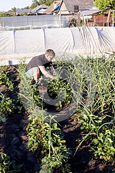 man picking strawberries in the garden