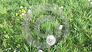 Man picking up and blowing a dandelion