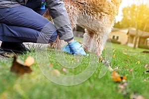 Man Picking up / cleaning up dog droppings photo