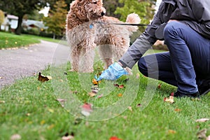 Man Picking up / cleaning up dog droppings. photo