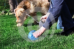 Man Picking up / cleaning up dog droppings