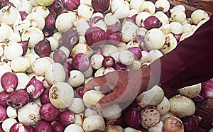 A man picking up onions from a pile