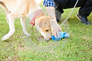 Man picking up some dog poop