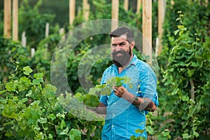 Man picking wine grapes on vine in vineyard. Harvest of grapes. Fields vineyards ripen grapes for wine. Gardening