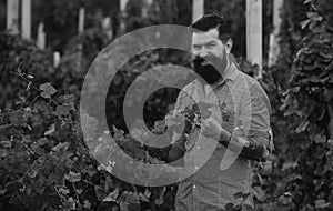 Man picking wine grapes on vine in vineyard. Harvest of grapes. Fields vineyards ripen grapes for wine. Gardening