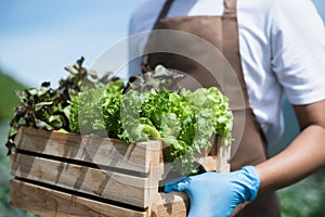 man picks of salad greens in the garden. in the morning