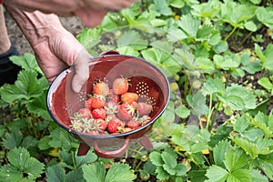 man picks strawberries in his palm, a summer harvest of berries, fruit picking,