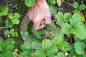 man picks strawberries in his palm, a summer harvest of berries, fruit picking,