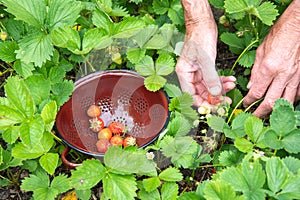 man picks strawberries in his palm, a summer harvest of berries, fruit picking,