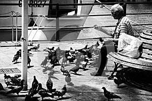 Man Pigeons Lonely Feeding Bench