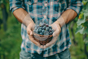 Man in plaid shirt holding a basket of fresh grapes