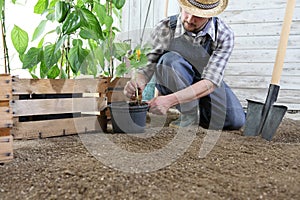 Man plant out a seedling in vegetable garden, work the soil with the garden spade, near wooden boxes full of green plants