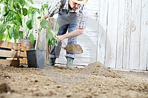 Man plant out a seedling in vegetable garden, work the soil with the garden spade, near wooden boxes full of green plants