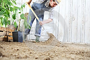 Man plant out a seedling in vegetable garden, work the soil with the garden spade, near wooden boxes full of green plants