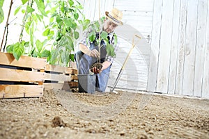 Hombre planta afuera plántulas en verdura jardín suelo jardín pala más cercano de madera lleno de verde plantas 