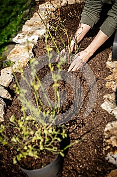 Man planting blueberry plants in a raised bed, vaccinium corymbosum