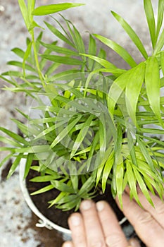 Man planting chamaedorea elegans houseplant in a pot.