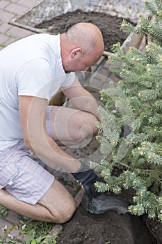 A man is planting a Christmas tree. Man Planting Small Christmas Tree In Silty Soil Ground With Bare Hands And Science Lab Beaker