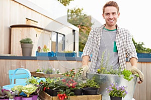 Man Planting Container On Rooftop Garden