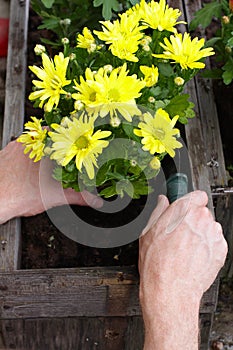 Man planting a flower in a garden
