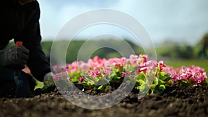 A man planting flowers in a flower bed