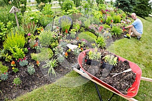 Man planting in the garden