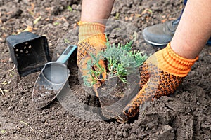 Man planting juniper plants in the yard. Blue Carpet Juniper seedling in a gardener hand. Seasonal works in the garden. Landscape