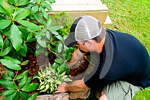 Man Planting and landscaping