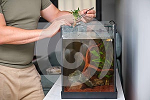 Man planting new water plant, Cryptocoryne Parva, using tweezers in aquarium.