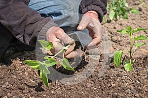 Man planting a pepper seedlings in the vegetable garden