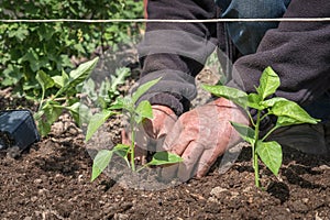 Man planting a pepper seedlings in the vegetable garden